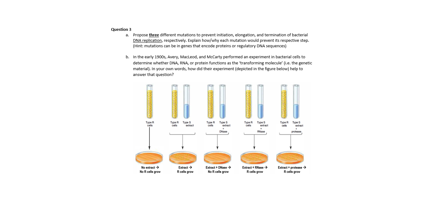 a. Propose three different mutations to prevent initiation, elongation, and termination of bacterial
DNA replication, respectively. Explain how/why each mutation would prevent its respective step.
(Hint: mutations can be in genes that encode proteins or regulatory DNA sequences)
b. In the early 1900s, Avery, MacLeod, and McCarty performed an experiment in bacterial cells to
determine whether DNA, RNA, or protein functions as the 'transforming molecule' (i.e. the genetic
material). In your own words, how did their experiment (depicted in the figure below) help to
answer that question?
