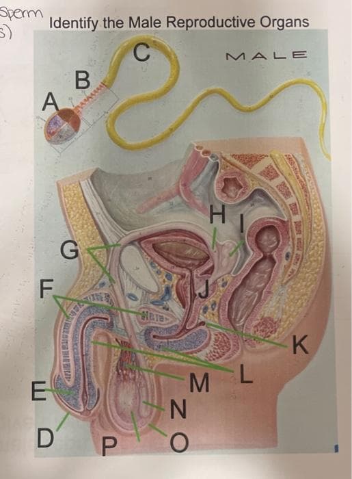 Sperm
Identify the Male Reproductive Organs
MALE
A
F.
WETE
K
E
D P
MN
NO
B
