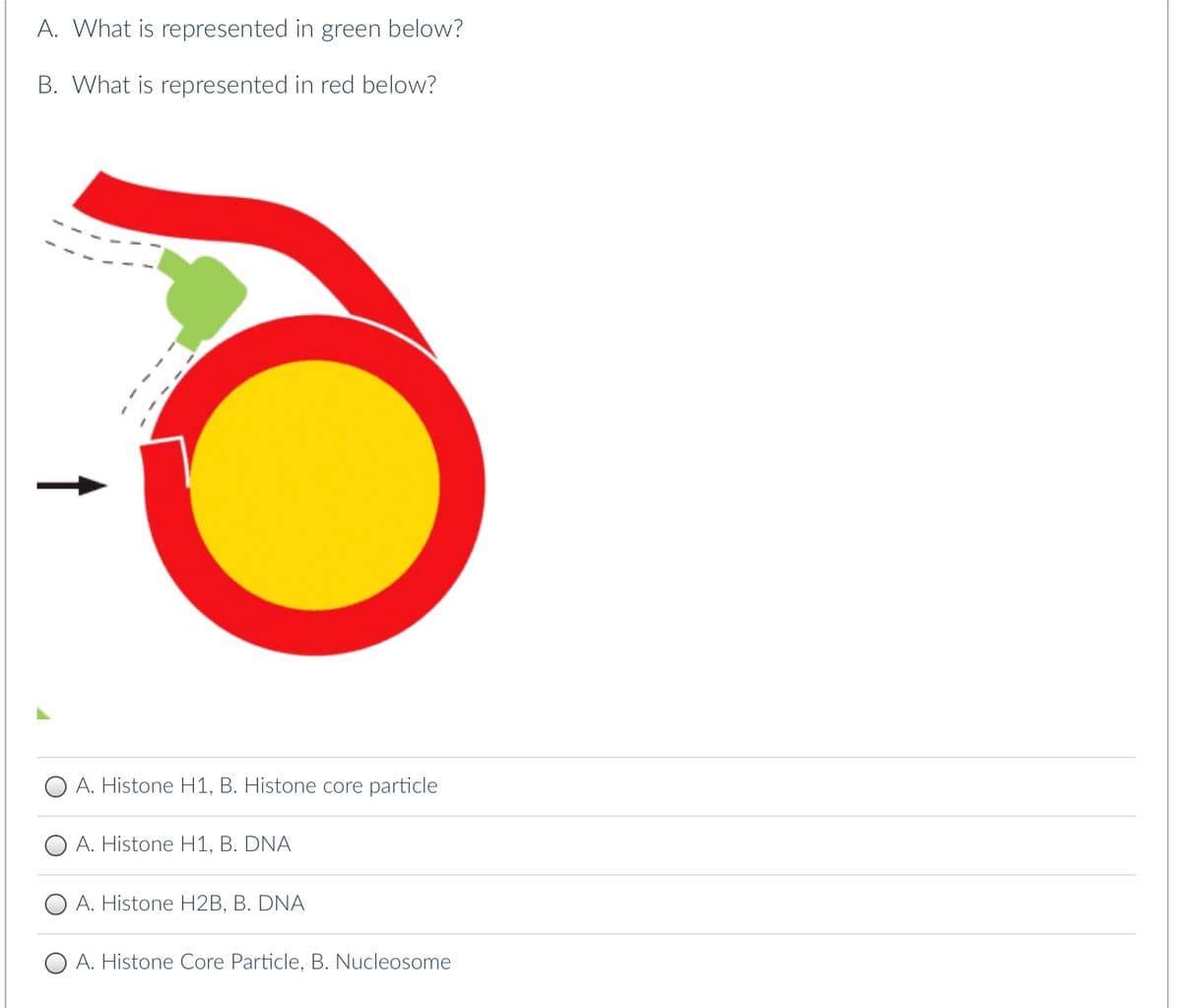 A. What is represented in green below?
B. What is represented in red below?
A. Histone H1, B. Histone core particle
A. Histone H1, B. DNA
A. Histone H2B, B. DNA
A. Histone Core Particle, B. Nucleosome