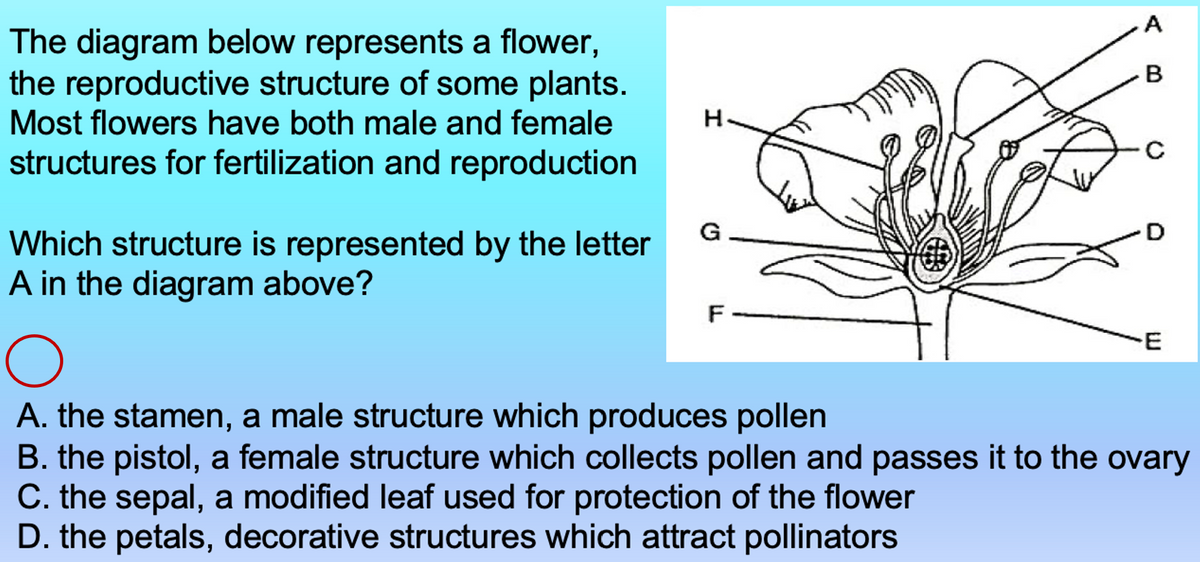 A
The diagram below represents a flower,
the reproductive structure of some plants.
Most flowers have both male and female
H.
structures for fertilization and reproduction
G
Which structure is represented by the letter
A in the diagram above?
F
A. the stamen, a male structure which produces pollen
B. the pistol, a female structure which collects pollen and passes it to the ovary
C. the sepal, a modified leaf used for protection of the flower
D. the petals, decorative structures which attract pollinators
