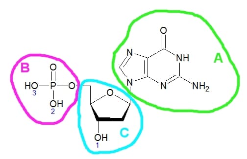 "NH
в
HỌ-P-O
'N'
`NH2
Он
Он
