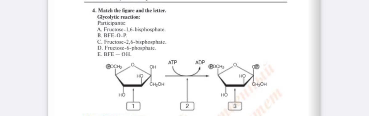 4. Match the figure and the letter.
Glycolytic reaction:
Participants:
A. Fructose-1,6-bisphosphate.
B. BFE-O-P.
C. Fructose-2,6-bisphosphate.
D. Fructose-6-phosphate.
Е. ВFE - ОН.
АТР
ADP
POCH2
BOCH2
OH
но
но
ČH2OH
но
но
1
2
3
лет
