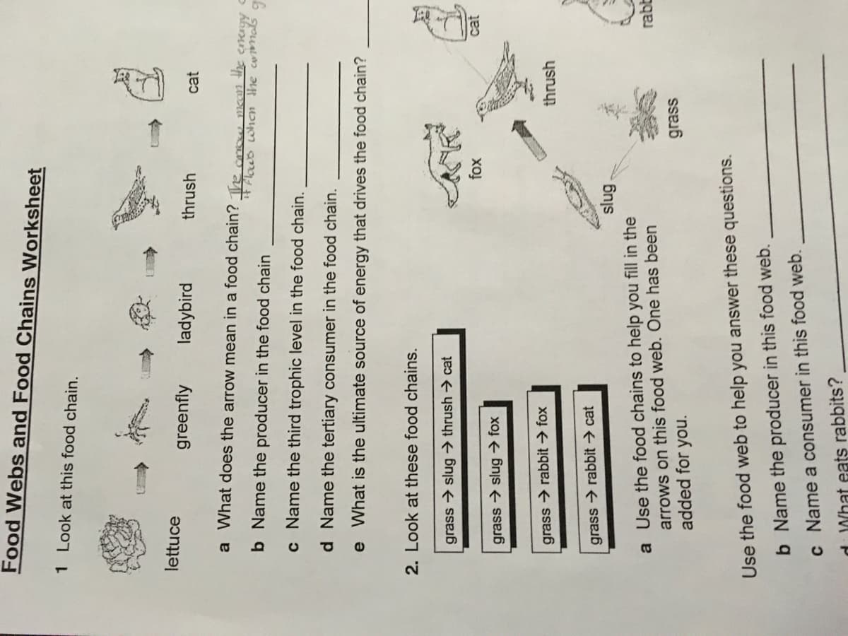 Food Webs and Food Chains Worksheet
1 Look at this food chain.
lettuce
greenfly
ladybird
thrush
cat
a What does the arrow mean in a food chain'? The crow Ikan the enagy
b Name the producer in the food chain
it Flocwo whcn the cwmals
c Name the third trophic level in the food chain.
d Name the tertiary consumer in the food chain.
e What is the ultimate source of energy that drives the food chain?
2. Look at these food chains.
grass → slug → thrush → cat
grass → slug → fox
grass → rabbit → fox
thrush
grass → rabbit → cat
a Use the food chains to help you fill in the
arrows on this food web. One has been
added for you.
rabb
grass
Use the food web to help you answer these questions.
b Name the producer in this food web.
c Name a consumer in this food web.
d What eats rabbits?
