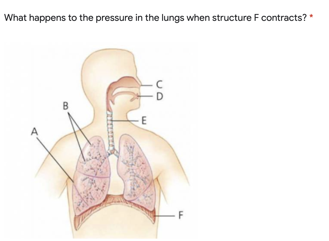 What happens to the pressure in the lungs when structure F contracts? *
A
F
B.
