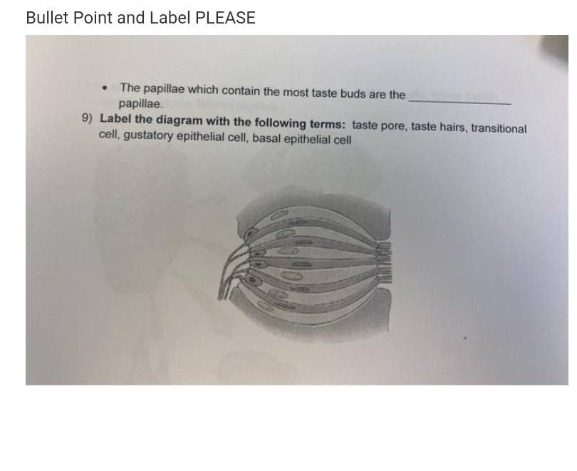 Bullet Point and Label PLEASE
The papillae which contain the most taste buds are the
papillae.
9) Label the diagram with the following terms: taste pore, taste hairs, transitional
cell, gustatory epithelial cell, basal epithelial cell
