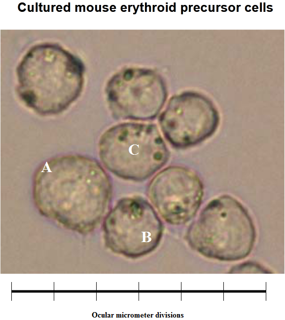 Cultured mouse erythroid precursor cells
B
Ocular micrometer divisions
