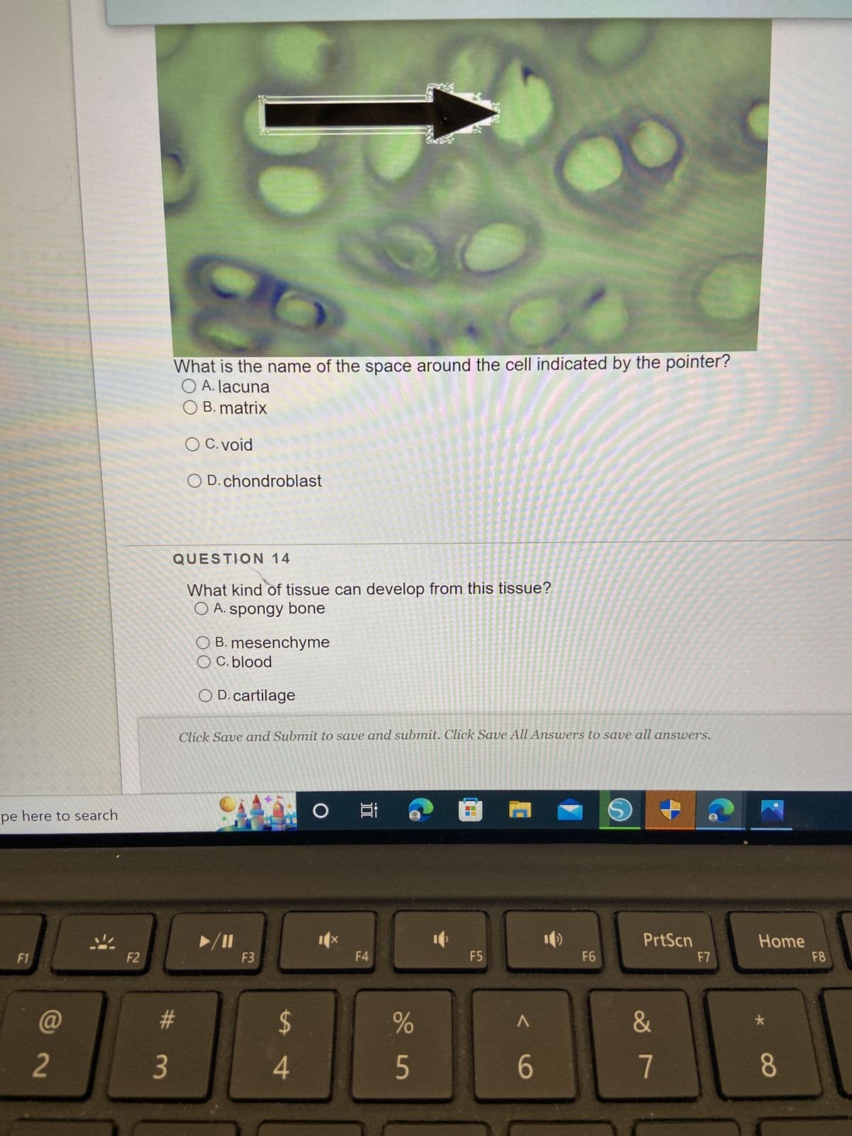 pe here to search
F1
@
2
F2
3
•
What is the name of the space around the cell indicated by the pointer?
O A. lacuna
O B. matrix
O C. void
O D. chondroblast
#m
QUESTION 14
What kind of tissue can develop from this tissue?
A. spongy bone
O A.
O B. mesenchyme
O C. blood
O D. cartilage
Click Save and Submit to save and submit. Click Save All Answers to save all answers.
/11
F3
$
4
O Ei
PA
F4
%
5
¯¯
@
F5
<
6
F6
S
PrtScn
&
7
F7
Home
*
8
F8