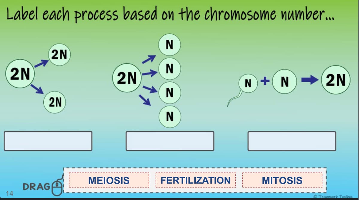 Label each process based on the chromosome number..
N
2N
N
2N
2N
N + N→2N
N
2N
N
MEIOSIS
FERTILIZATION
MITOSIS
DRAG
14
O Teamwork Toolkox
