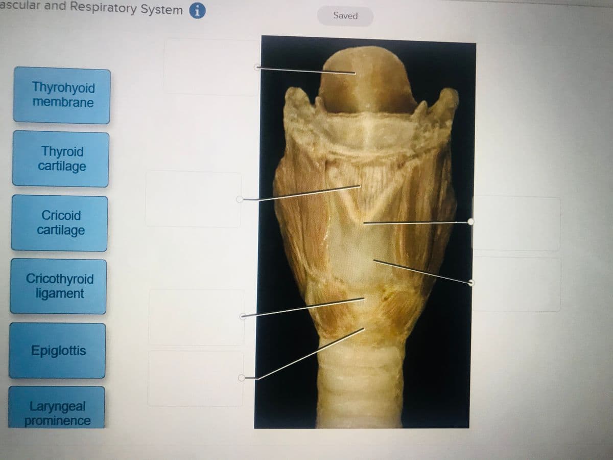 ascular and Respiratory System i
Saved
Thyrohyoid
membrane
Thyroid
cartilage
Cricoid
cartilage
Cricothyroid
ligament
Epiglottis
Laryngeal
prominence
