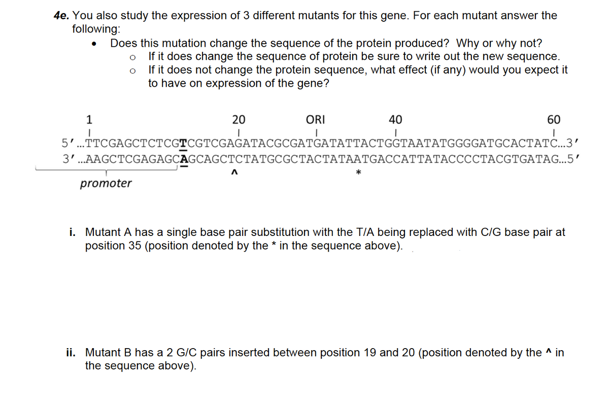 4e. You also study the expression of 3 different mutants for this gene. For each mutant answer the
following:
Does this mutation change the sequence of the protein produced? Why or why not?
If it does change the sequence of protein be sure to write out the new sequence.
If it does not change the protein sequence, what effect (if any) would you expect it
to have on expression of the gene?
1
20
ORI
40
60
5..ТТCGAGCTСТСGТCGTCGAGATACGCGATGATATTACTGGTААТАТGGGGATGCАСТАТС..3'
3'...AAGCTCGAGAGCAGCAGCTCTАTGCGСТАСТАТААТGACCATTATAССССТАСGTGATAG..5'
*
promoter
i. Mutant A has a single base pair substitution with the T/A being replaced with C/G base pair at
position 35 (position denoted by the * in the sequence above).
ii. Mutant B has a 2 G/C pairs inserted between position 19 and 20 (position denoted by the ^ in
the sequence above).
