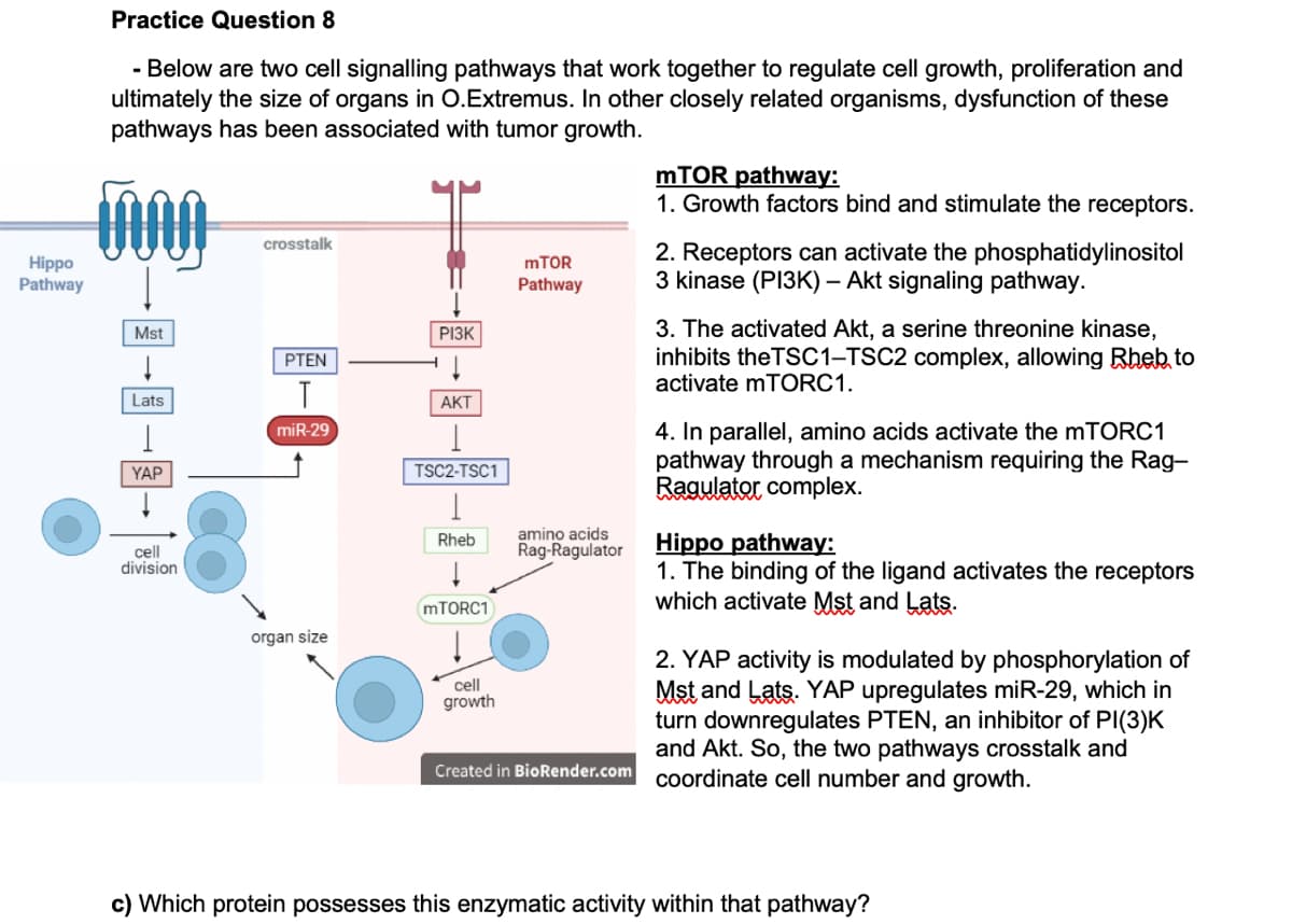 Practice Question 8
- Below are two cell signalling pathways that work together to regulate cell growth, proliferation and
ultimately the size of organs in O.Extremus. In other closely related organisms, dysfunction of these
pathways has been associated with tumor growth.
mTOR pathway:
1. Growth factors bind and stimulate the receptors.
crosstalk
Hippo
Pathway
2. Receptors can activate the phosphatidylinositol
3 kinase (PI3K) – Akt signaling pathway.
MTOR
Pathway
3. The activated Akt, a serine threonine kinase,
inhibits the TSC1-TSC2 complex, allowing Rheb to
activate mTORC1.
Mst
PI3K
PTEN
Lats
AKT
4. In parallel, amino acids activate the mTORC1
pathway through a mechanism requiring the Rag-
Ragulator complex.
(miR-29
YAP
TSC2-TSC1
amino acids
Rag-Ragulator
Hippo pathway:
1. The binding of the ligand activates the receptors
which activate Mst and Lats.
Rheb
cell
division
MTORC1
organ size
2. YAP activity is modulated by phosphorylation of
Mst and Lats. YAP upregulates miR-29, which in
turn downregulates PTEN, an inhibitor of PI(3)K
and Akt. So, the two pathways crosstalk and
cell
growth
Created in BioRender.com coordinate cell number and growth.
c) Which protein possesses this enzymatic activity within that pathway?
