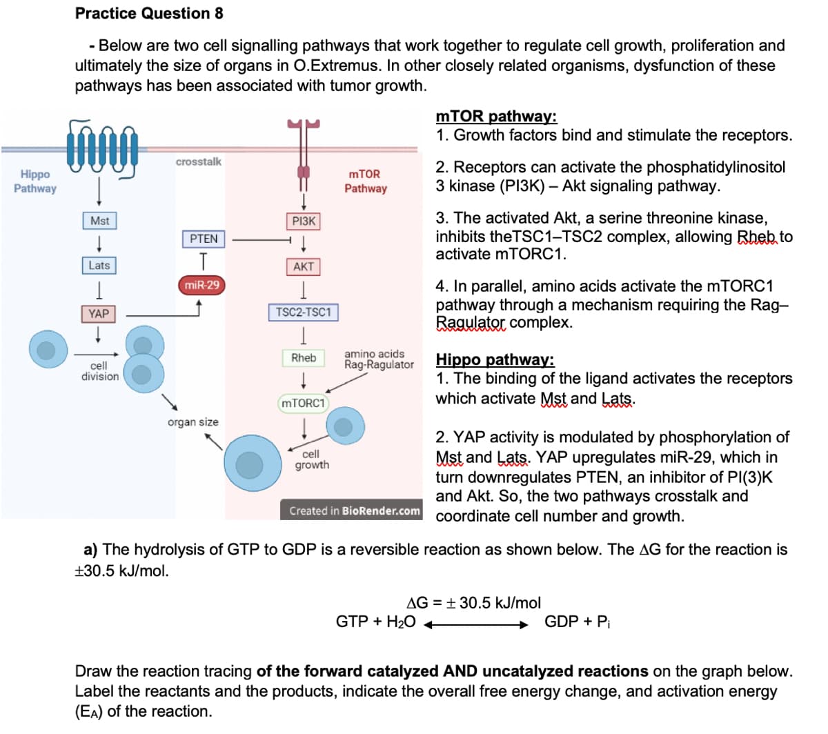 Practice Question 8
- Below are two cell signalling pathways that work together to regulate cell growth, proliferation and
ultimately the size of organs in O.Extremus. In other closely related organisms, dysfunction of these
pathways has been associated with tumor growth.
MTOR pathway:
1. Growth factors bind and stimulate the receptors.
crosstalk
Hippo
Pathway
2. Receptors can activate the phosphatidylinositol
3 kinase (PI3K) – Akt signaling pathway.
MTOR
Pathway
3. The activated Akt, a serine threonine kinase,
inhibits theTSC1-TSC2 complex, allowing Rheb to
activate mTORC1.
Mst
РІЗК
PTEN
Lats
АКТ
4. In parallel, amino acids activate the mTORC1
pathway through a mechanism requiring the Rag-
Ragulator complex.
miR-29
YAP
TSC2-TSC1
amino acids
Hippo pathway:
1. The binding of the ligand activates the receptors
which activate Mst and Lats.
Rheb
Rag-Ragulator
cell
division
MTORC1
organ size
2. YAP activity is modulated by phosphorylation of
Mst and Lats. YAP upregulates miR-29, which in
turn downregulates PTEN, an inhibitor of PI(3)K
and Akt. So, the two pathways crosstalk and
coordinate cell number and growth.
cell
growth
Created in BioRender.com
a) The hydrolysis of GTP to GDP is a reversible reaction as shown below. The AG for the reaction is
+30.5 kJ/mol.
AG = + 30.5 kJ/mol
GTP + H2O
GDP + Pi
Draw the reaction tracing of the forward catalyzed AND uncatalyzed reactions on the graph below.
Label the reactants and the products, indicate the overall free energy change, and activation energy
(EA) of the reaction.
