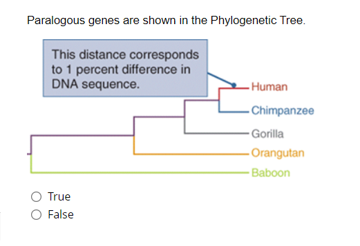 Paralogous genes are shown in the Phylogenetic Tree.
This distance corresponds
to 1 percent difference in
DNA sequence.
Human
Chimpanzee
- Gorilla
Orangutan
- Baboon
True
False
