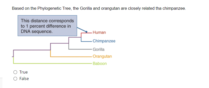 Based on the Phylogenetic Tree, the Gorilla and orangutan are closely related tha chimpanzee.
This distance corresponds
to 1 percent difference in
DNA sequence.
- Human
Chimpanzee
- Gorilla
Orangutan
-Baboon
O True
O False
