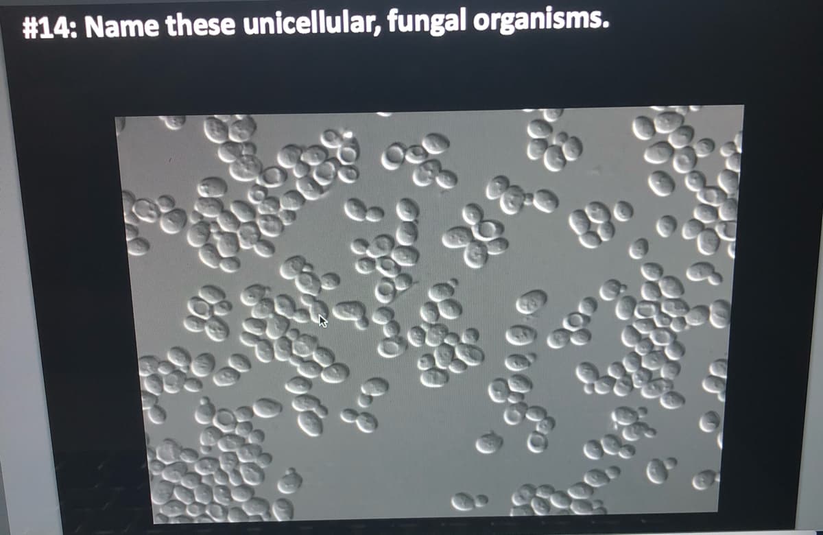 #14: Name these unicellular, fungal organisms.
