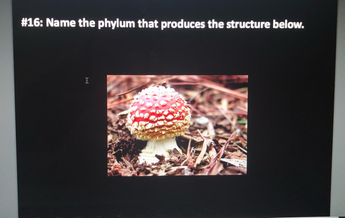 #16: Name the phylum that produces the structure below.
