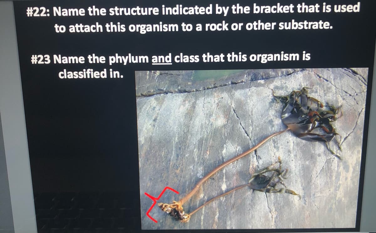 # 22: Name the structure indicated by the bracket that is used
to attach this organism to a rock or other substrate.
#23 Name the phylum and class that this organism is
classified in.
