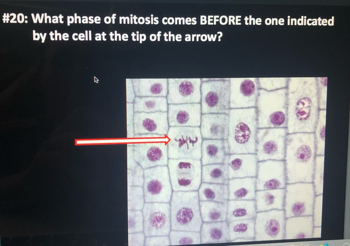 #20: What phase of mitosis comes BEFORE the one indicated
by the cell at the tip of the arrow?
