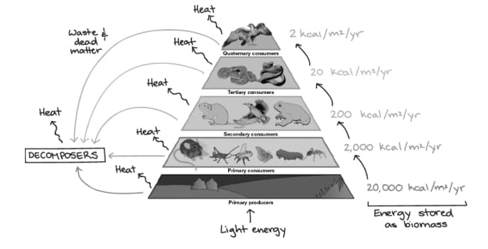 Waste &
dead
matter
Heat
{
DECOMPOSERS
Heat
Heat
Heat
Heat
Heat
~
Quaternary consumers
Tertiary consumers
Secondary consumers
Primary consumers
Primary producers
↑
Light energy
2 kcal/m²/yr
20 kcal/m²/yr
200 kcal/m²/yr
1
2,000 kcal/m²/yr
1
20,000 kcal/m²/yr
Energy stored
as biomass