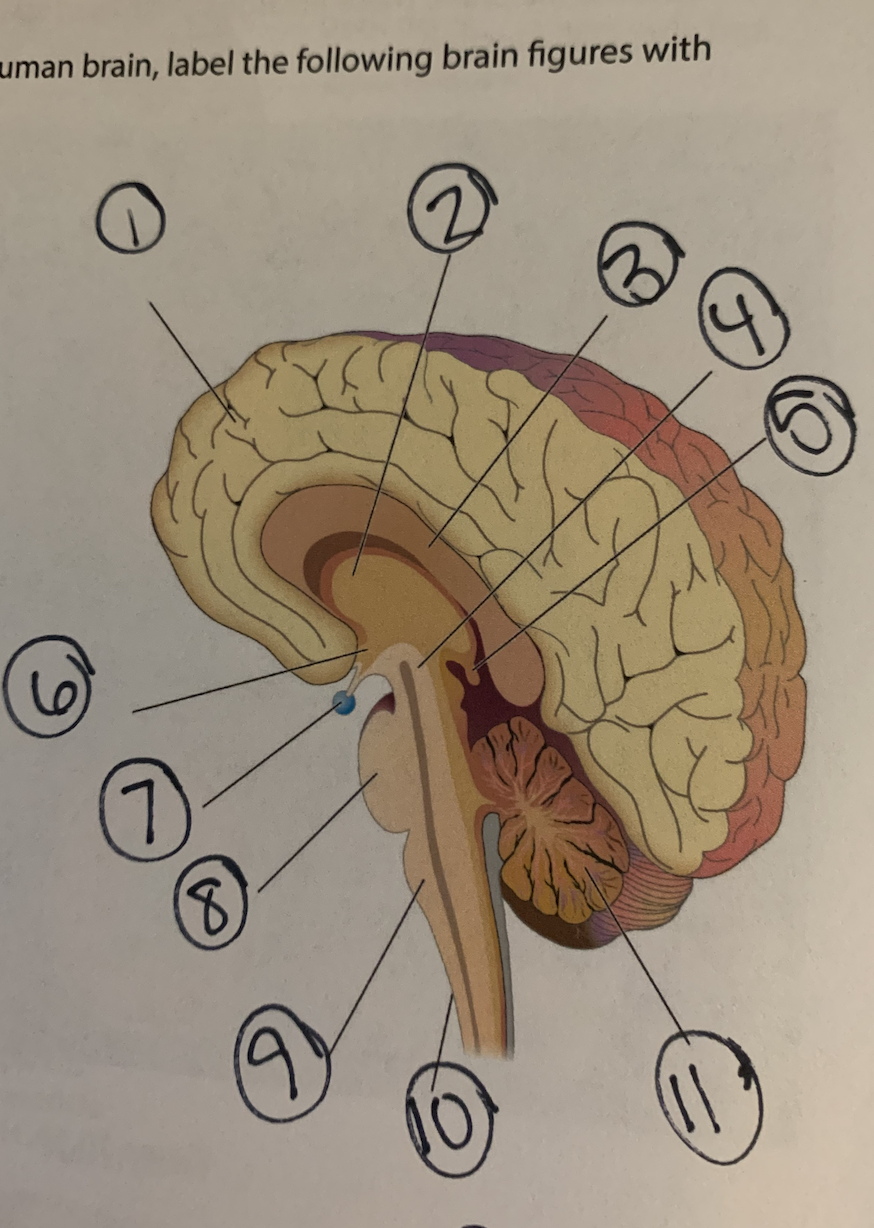 uman brain, label the following brain figures with
(8)
