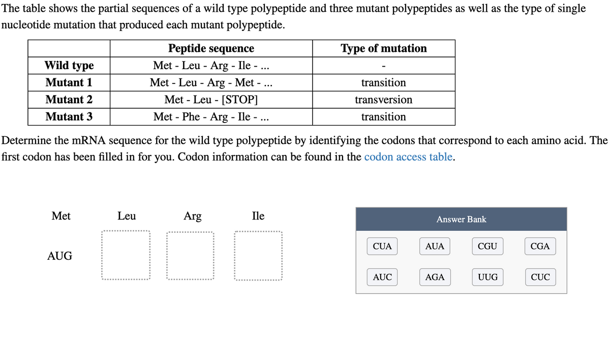The table shows the partial sequences of a wild type polypeptide and three mutant polypeptides as well as the type of single
nucleotide mutation that produced each mutant polypeptide.
Peptide sequence
Met - Leu - Arg - Ile - ...
Type of mutation
Wild type
Met - Leu - Arg - Met - ...
Met - Leu - [STOP]
Mutant 1
transition
Mutant 2
transversion
Mutant 3
Met - Phe - Arg - Ile - ...
transition
Determine the mRNA sequence for the wild type polypeptide by identifying the codons that correspond to each amino acid. The
first codon has been filled in for you. Codon information can be found in the codon access table.
Met
Leu
Arg
Ile
Answer Bank
CỦA
AUA
CGU
CGA
AUG
AUC
AGA
UUG
CÚC
