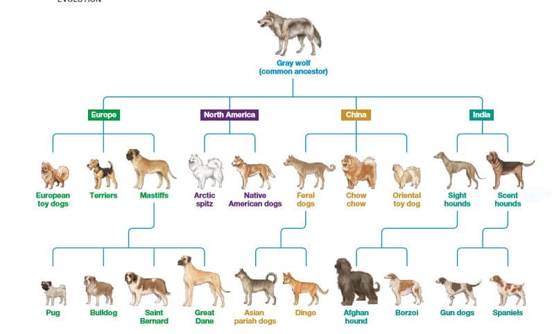 Gray wolf
(common ancestor)
Europe
North America
China
India
European
toy dogs
Mastiffs
Arctic
spitz Amorican dogs
Native
Torriors
Foral
dogs
Chow
chow
Oriontal
toy dog
Sight
hounds
Scont
hounds
Bulldog
Afghan
hound
Pug
Saint
Bernard
Great
Dane
Gun dogs
Asian
Dingo
Borzoi
Spaniels
pariah dogs
