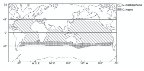 |C. mastigophorus
|C.ingens
45
WOE
60° E
120
180° W
120
60
