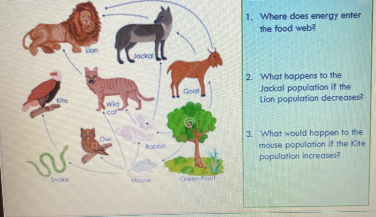 1. Where does energy enter
the food web?
Lion
Jackal
2. What happens to the
Jackal population if the
Lion population decreases?
Goot
Kite
Wid
cat
Ow
3. What would happen to the
Robbit
mouse population if the Kite
population increases?
Snoke
Green Piont
Mouse

