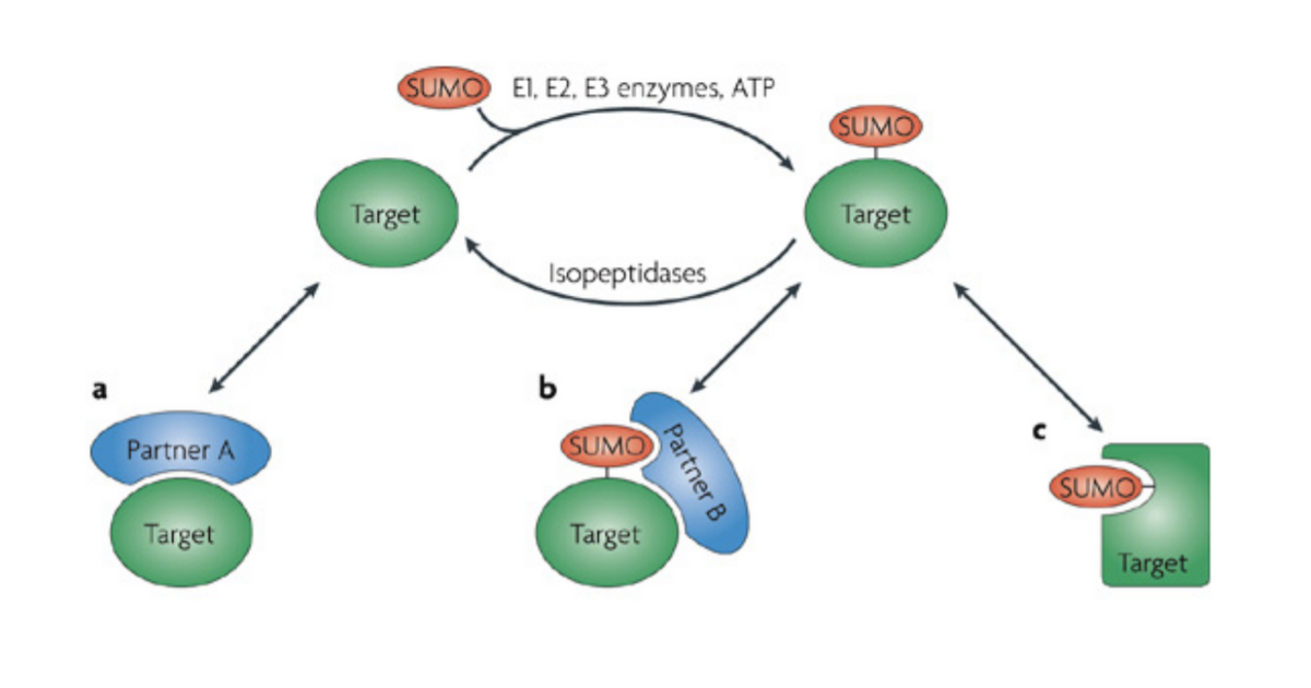 SUMO E1, E2, E3 enzymes, ATP
SUMO
Target
Target
Isopeptidases
b
Partner A
SUMO
SUMO
Target
Target
Target
Partner B
