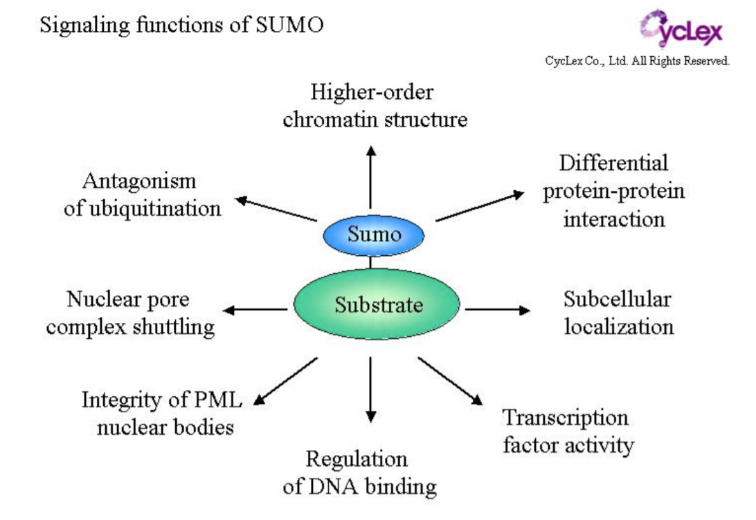 Signaling functions of SUMO
yclex
CycLex Co., Ltd. All Rights Reserved.
Higher-order
chromatin structure
Differential
Antagonism
of ubiquitination
protein-protein
interaction
Sumo
Nuclear pore
complex shuttling
Substrate
Subcellular
localization
Integrity of PML
nuclear bodies
Transcription
factor activity
Regulation
of DNA binding
