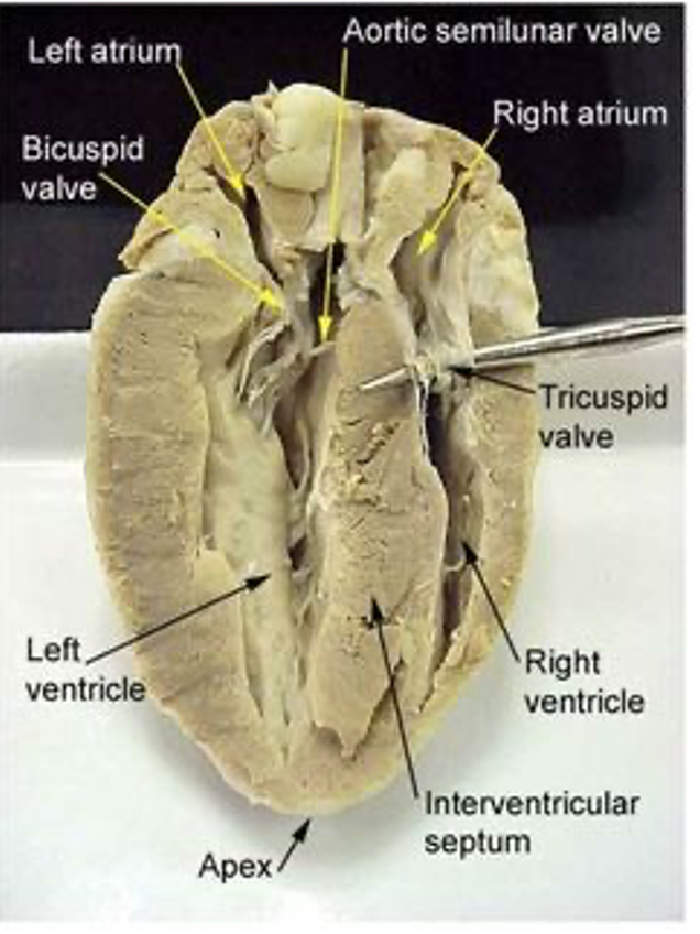 Aortic semilunar valve
Left atrium
Right atrium
Bicuspid
valve
Tricuspid
valve
Left,
ventricle
Right
ventricle
Interventricular
septum
Арех

