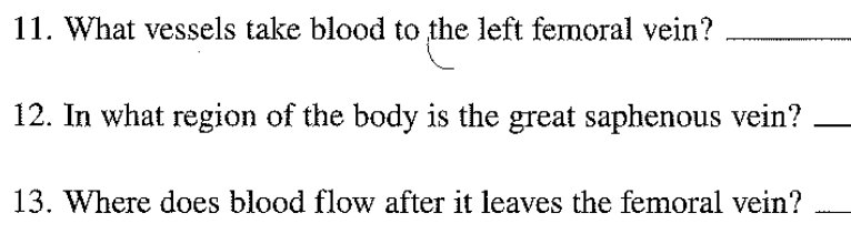 11. What vessels take blood to the left femoral vein?
12. In what region of the body is the great saphenous vein?
13. Where does blood flow after it leaves the femoral vein?
