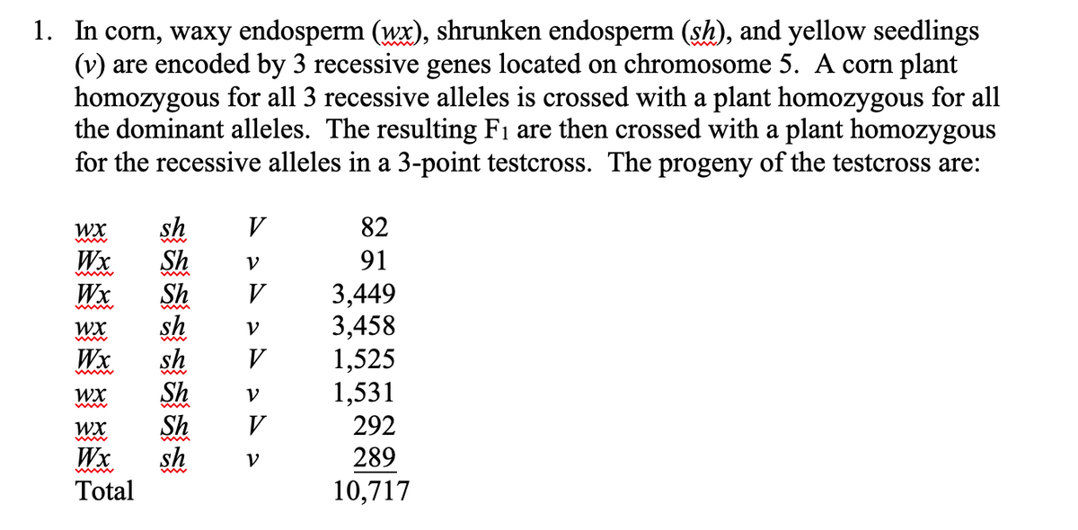 1. In corn, waxy endosperm (wx), shrunken endosperm (sh), and yellow seedlings
(v) are encoded by 3 recessive genes located on chromosome 5. A corn plant
homozygous for all 3 recessive alleles is crossed with a plant homozygous for all
the dominant alleles. The resulting F1 are then crossed with a plant homozygous
for the recessive alleles in a 3-point testcross. The progeny of the testcross are:
sh
Wx
WX
V
82
Sh
Sh
V
91
Wx.
sh
sh
3,449
3,458
1,525
1,531
V
WX
V
Wx
V
Sh
Sh
sh
WX
V
WX
V
292
289
Wx
Total
V
10,717
