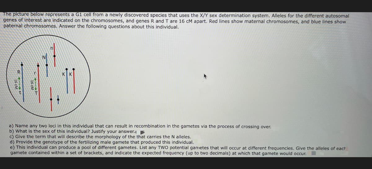 The picture below represents a G1 cell from a newly discovered species that uses the X/Y sex determination system. Alleles for the different autosomal
genes of interest are indicated on the chromosomes, and genes R and T are 16 cM apart. Red lines show maternal chromosomes, and blue lines show
paternal chromosomes. Answer the following questions about this individual.
a) Name any two loci in this individual that can result in recombination in the gametes via the process of crossing over.
b) What is the sex of this individual? Justify your answer. E
c) Give the term that will describe the morphology of the that carries the N alleles.
d) Provide the genotype of the fertilizing male gamete that produced this individual.
e) This individual can produce a pool of different gametes. List any TWO potential gametes that will occur at different frequencies. Give the alleles of each
gamete contained within a set of brackets, and indicate the expected frequency (up to two decimals) at which that gamete would occur.
16 cM
