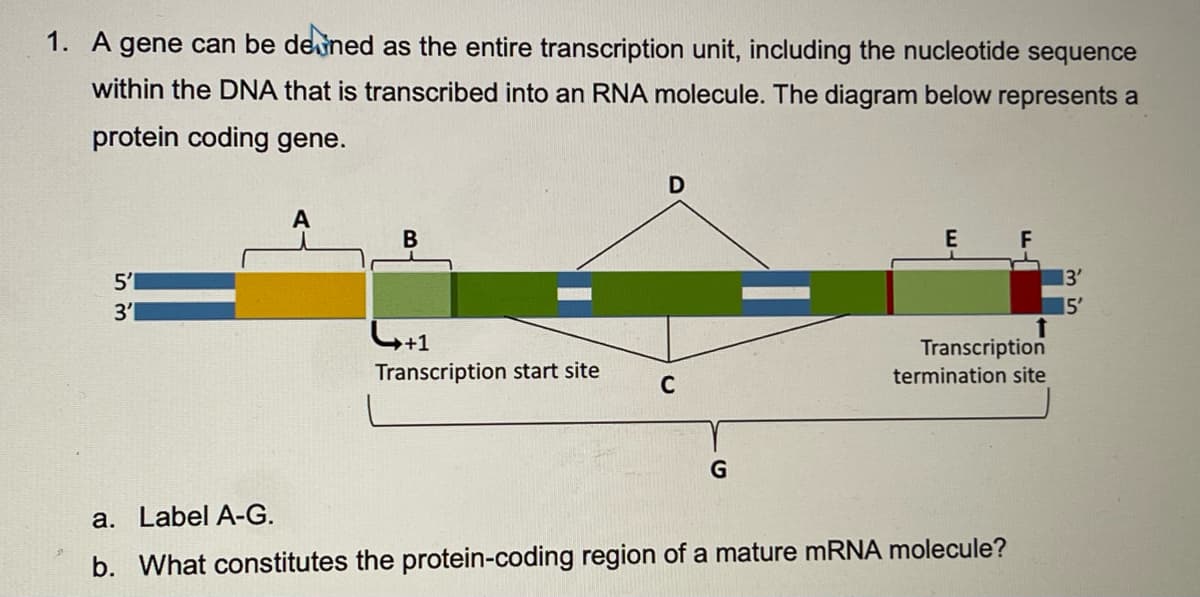 1. A gene can be devned as the entire transcription unit, including the nucleotide sequence
within the DNA that is transcribed into an RNA molecule. The diagram below represents a
protein coding gene.
D
E
F
5'1
13'
3'l
15'
Transcription
Transcription start site
termination site
C
a. Label A-G.
b. What constitutes the protein-coding region of a mature MRNA molecule?
