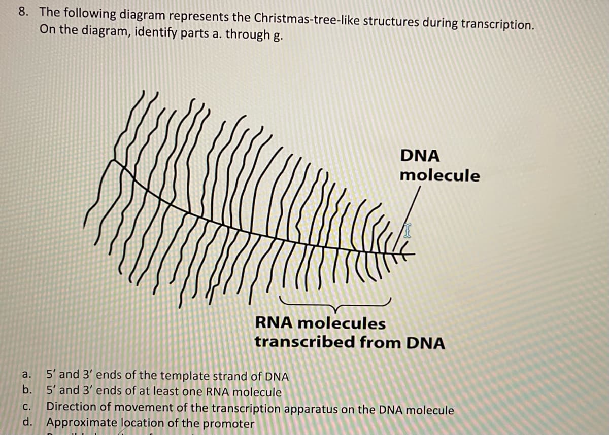 8. The following diagram represents the Christmas-tree-like structures during transcription.
On the diagram, identify parts a. through g.
DNA
molecule
RNA molecules
transcribed from DNA
5' and 3' ends of the template strand of DNA
5' and 3' ends of at least one RNA molecule
Direction of movement of the transcription apparatus on the DNA molecule
d. Approximate location of the promoter
a.
b.
С.
