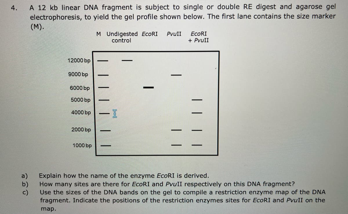 4.
A 12 kb linear DNA fragment is subject to single or double RE digest and agarose gel
electrophoresis, to yield the gel profile shown below. The first lane contains the size marker
(M).
M Undigested EcoRI
control
PvuII
ECORI
+ PvuI
12000 bp
9000 bp
6000 bp
5000 bp
4000 bp
2000 bp
1000 bp
Explain how the name of the enzyme ECORI is derived.
How many sites are there for EcoRI and PvuII respectively on this DNA fragment?
b)
c)
Use the sizes of the DNA bands on the gel to compile a restriction enzyme map of the DNA
fragment. Indicate the positions of the restriction enzymes sites for EcoRI and PvuII on the
map.
