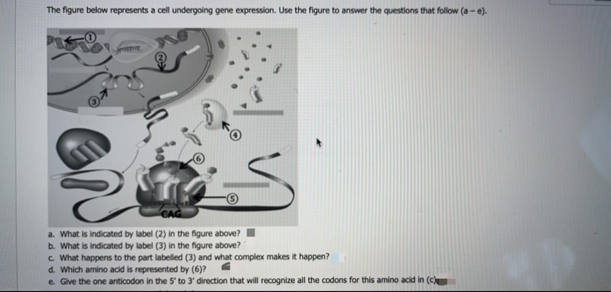 The figure below represents a cell undergoing gene expression. Use the figure to answer the questions that follow (a - e).
a. What is indicated by label (2) in the figure above?
b. What is indicated by label (3) in the figure above?
c. What happens to the part labelled (3) and what complex makes it happen?
d. Which amino acid is represented by (6)?
e. Give the one anticodon in the 5' to 3' direction that will recognize all the codons for this amino acid in (c)

