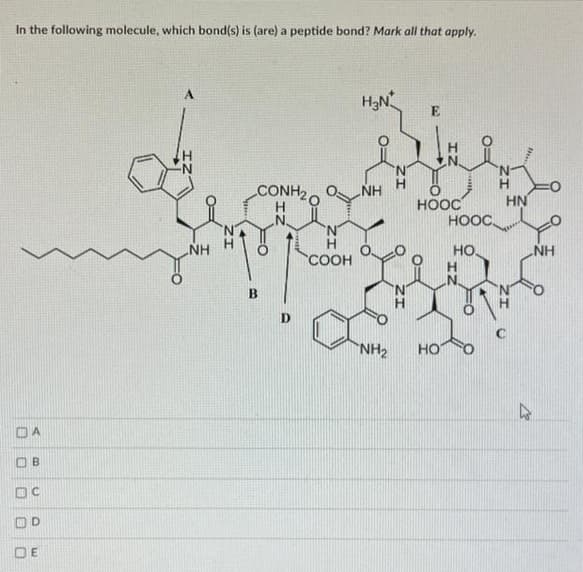 In the following molecule, which bond(s) is (are) a peptide bond? Mark all that apply.
DA
ОВ
DC
O
D
DE
NH
CONH₂0
B
COOH
H₂N
NH
NH₂
E
зве
HOOC
HOOC
НО.
HT
H
HO
H
HN
27
NH