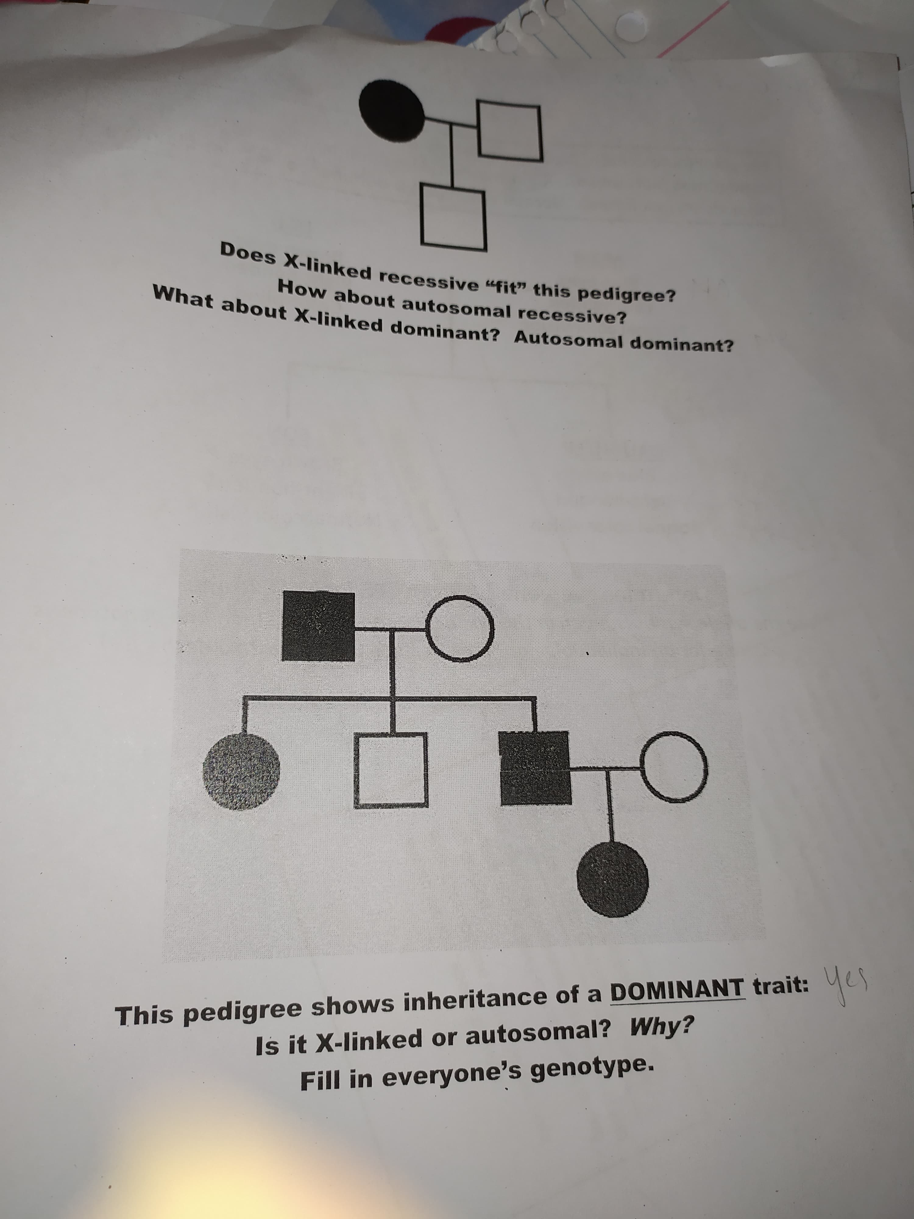 Does X-linked recessive "fit" this pedigree?
How about autosomal recessive?
What about X-linked dominant? Autosomal dominant?
yes
This pedigree shows inheritance of a DOMINANT trait:
Is it X-linked or autosomal? Why?
Fill in everyone's genotype.
