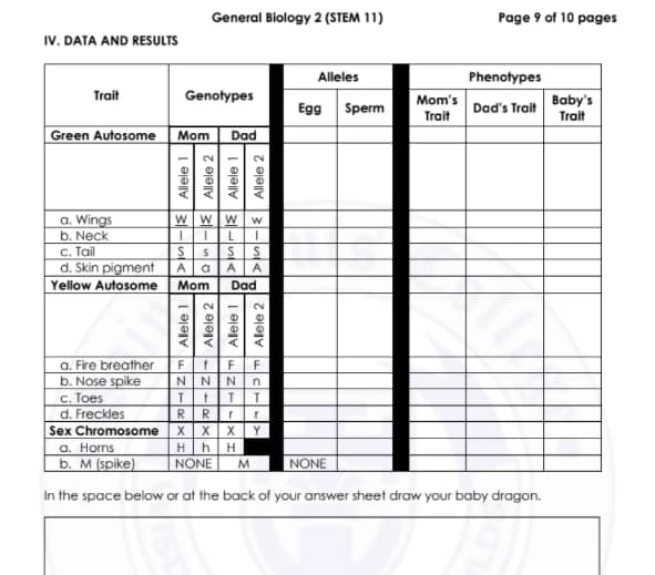 General Biology 2 (STEM 11)
Page 9 of 10 pages
IV. DATA AND RESULTS
Alleles
Phenotypes
Trait
Genotypes
Mom's
Baby's
Egg
Sperm
Dad's Trait
Trait
Trait
Green Autosome
Mom
Dad
a. Wings
b. Neck
WWW
C. Tail
d. Skin pigment
Yellow Autosome Mom
Aa|A
A
Dad
2.
a. Fire breather
b. Nose spike
c. Toes
d. Freckles
Sex Chromosome
a. Horns
b. M (spike)
NN
N.
RRrr
XX XY
Hh
NONE
NONE
In the space below or at the back of your answer sheet draw your baby dragon.
Alele 2
Allele 2
Allele 1
Allele 2
