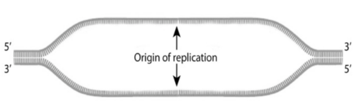 5'
3'
Origin of replication
3'
5'
in
