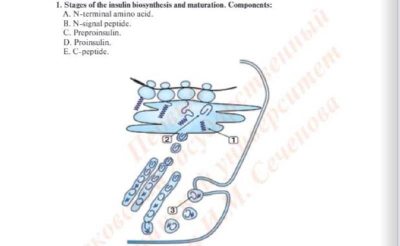 1. Stages of the insulin biosynthesis and maturation. Components:
A. N-terminal amino acid.
B. N-signal peptide.
C. Preproinsulin.
D. Proinsulin.
E. C-peptide.
пенный
gpcumem
рситет
Сеченова
KOGC
