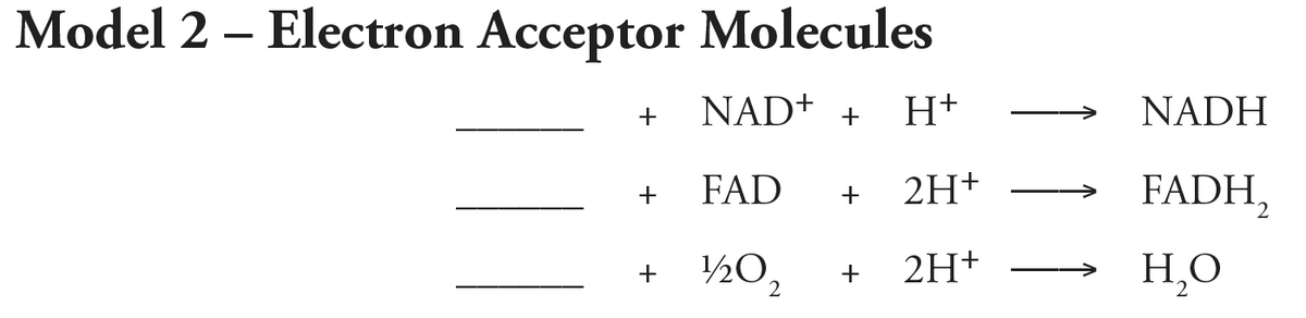 Model 2 – Electron Acceptor Molecules
NAD+ +
H+
NADH
FAD
2H+
FADH,
+
+
½0,
2H+
H,0
