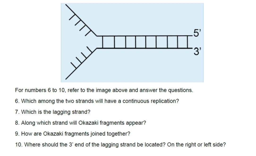 5'
3'
For numbers 6 to 10, refer to the image above and answer the questions.
6. Which among the two strands will have a continuous replication?
7. Which is the lagging strand?
8. Along which strand will Okazaki fragments appear?
9. How are Okazaki fragments joined together?
10. Where should the 3' end of the lagging strand be located? On the right or left side?
in
