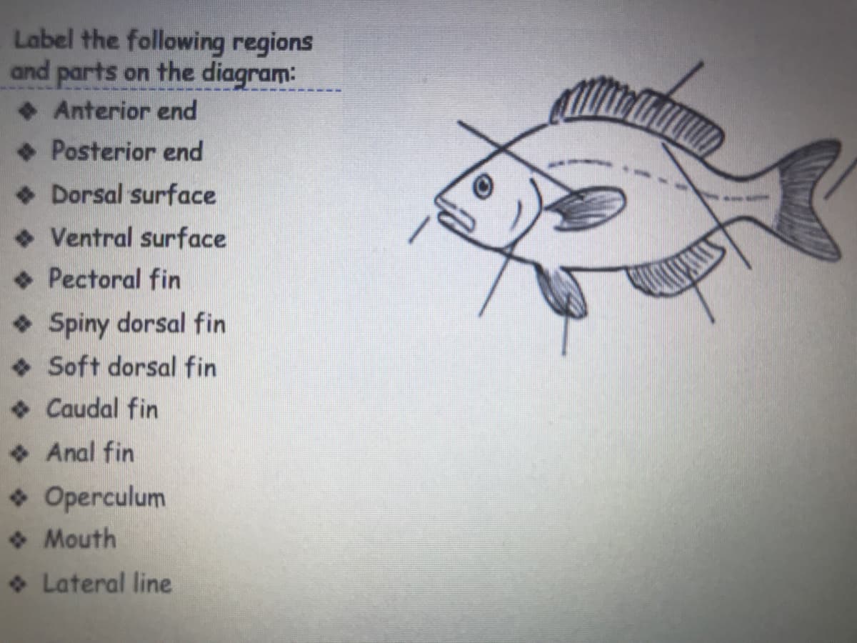 Label the following regions
and parts on the diagram:
•Anterior end
• Posterior end
• Dorsal surface
• Ventral surface
• Pectoral fin
• Spiny dorsal fin
• Soft dorsal fin
• Caudal fin
• Anal fin
• Operculum
• Mouth
• Lateral line
