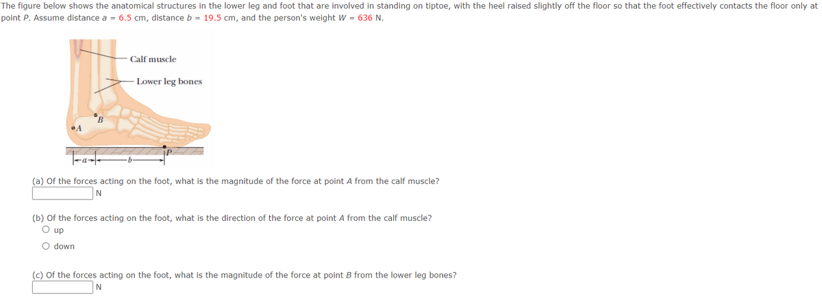 The figure below shows the anatomical structures in the lower leg and foot that are involved in standing on tiptoe, with the heel raised slightly off the floor so that the foot effectively contacts the floor only at
point P. Assume distance a = 6.5 cm, distance b = 19.5 cm, and the person's weight W = 636 N.
Calf muscle
Lower leg bones
°B
Tranfe
(a) Of the forces acting on the foot, what is the magnitude of the force at point A from the calf muscle?
N
(b) Of the forces acting on the foot, what is the direction of the force at point A from the calf muscle?
O up
O down
(c) Of the forces acting on the foot, what is the magnitude of the force at point B from the lower leg bones?
N
