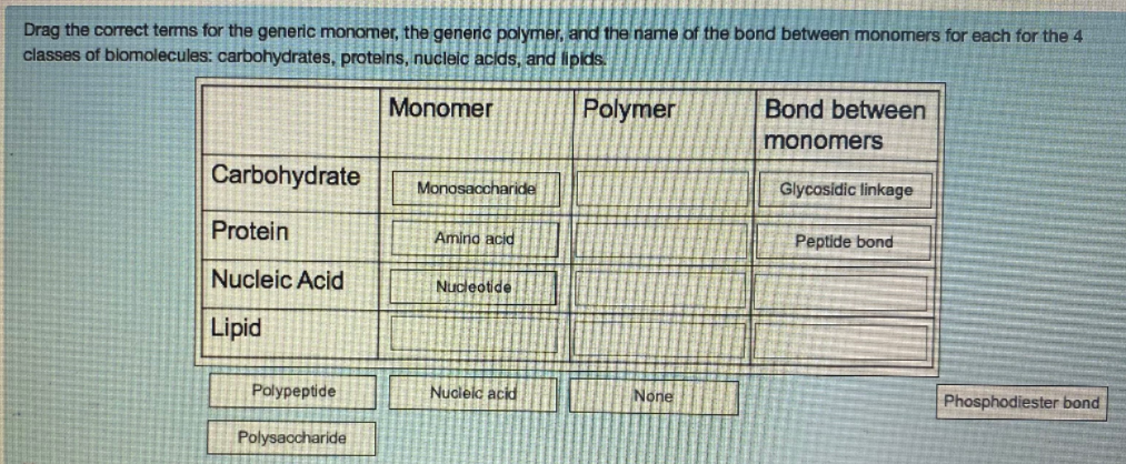 Drag the correct terms for the generic monomer, the generic polymer, and the name of the bond between monomers for each for the 4
classes of biomolecules: carbohydrates, proteins, nucleic acids, and lipids
Monomer
Polymer
Bond between
monomers
Carbohydrate
Monosaccharide
Glycosidic linkage
Protein
Amino acid
Peptide bond
Nucleic Acid
Nudeotide
Lipid
Polypeptide
Nuclelc acid
None
Phosphodiester bond
Polysaccharide
