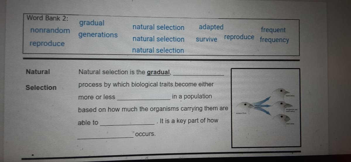 Word Bank 2:
gradual
nonrandom
natural selection
adapted
frequent
frequency
generations
natural selection
survive
reproduce
reproduce
natural selection
Natural
Natural selection is the gradual,
Selection
process by which biological traits become either
more or less
in a population
based on how much the organisms carrying them are
able to
It is a key part of how
OCcurs.
