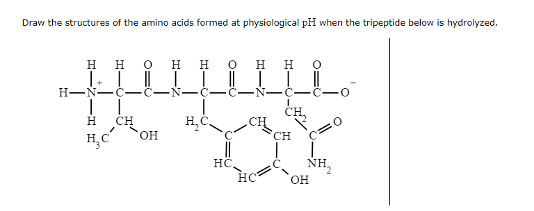 Draw the structures of the amino acids formed at physiological pH when the tripeptide below is hydrolyzed.
Н
Н
0
Н
|+ 1 || |
H-N-с-с-N-с
Н
H C
CH
Н
ОН
н с
Н Н
|| | |
C-N-C-C-0
CH,
HC
CH
Нc
CH
c=0
с NH₂
ОН
